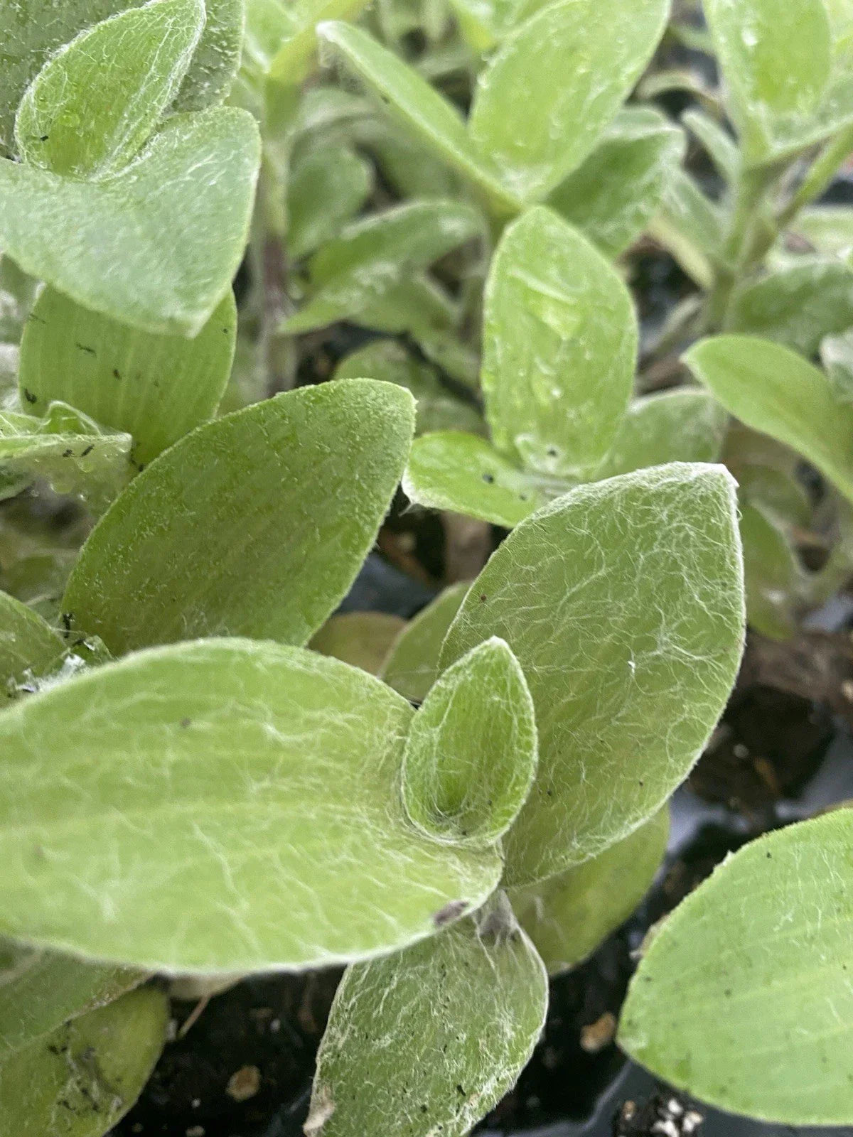 Rooted Tradescantia White Fuzzy Cuttings – Easy Care Live Houseplants, Trailing, Indoor Gardening, Air-Purifying