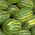 Watermelon Seeds 20+ Striped Klondike Picnic Melons Citrullus lanatus Garden Seeds Heirloom Variety