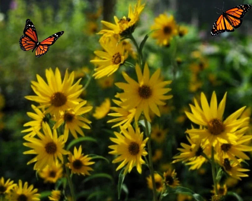 Maximilian's Sunflower Seeds - Heirloom, Vibrant Yellow Blooms, Non-GMO, Helianthus maximiliani, 100+ Seeds, Garden, Pollinator Magnet