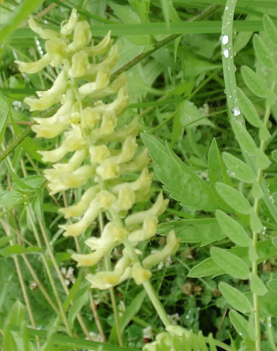 Canadian Milk Vetch Seeds - 115 Seeds, Astragalus canadensis, Light Yellow Blossoms, Perennial Wildflower for Pollinators & Soil Health