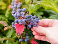 Starter Leatherleaf Mahonia Plant - Evergreen Shrub in Small Pot, Mahonia japonica, Fragrant Yellow Flowers, Shade Tolerant