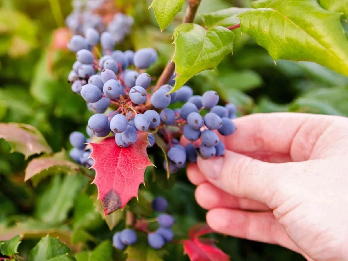 Starter Leatherleaf Mahonia Plant - Evergreen Shrub in Small Pot, Mahonia japonica, Fragrant Yellow Flowers, Shade Tolerant