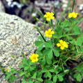 Organic Yellow Wood Sorrel Seeds – Oxalis stricta, Herbaceous Perennial, 50+ Non-GMO Seeds for Ground Cover & Container Gardening