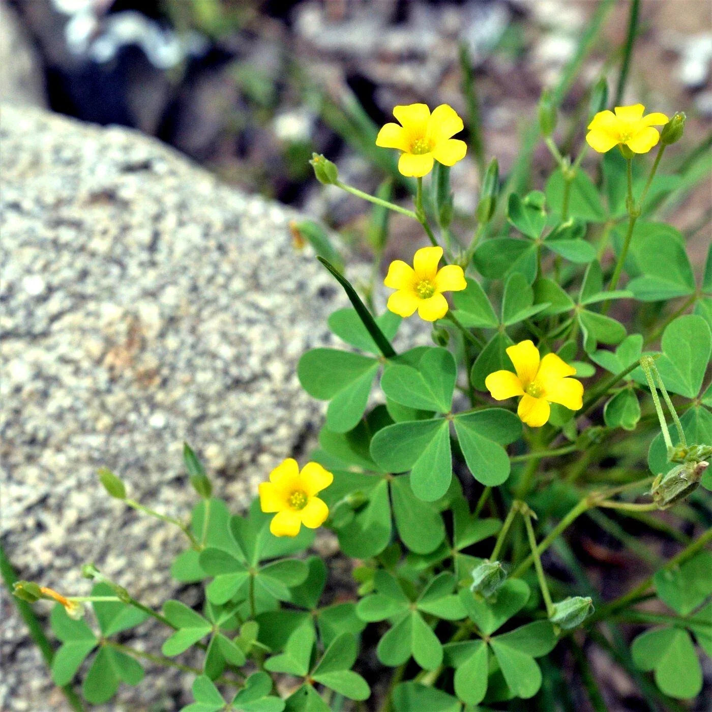 Organic Yellow Wood Sorrel Seeds – Oxalis stricta, Herbaceous Perennial, 50+ Non-GMO Seeds for Ground Cover & Container Gardening