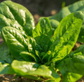 Bloomsdale Spinach Seeds - Non-GMO, Cool Weather Spinacia oleracea, 2000 Seeds for Home Gardening