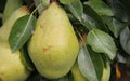 Pitmaston Duchess Pear Seeds - Pyrus communis Fruit Tree Seeds for Garden Planting, 25+ Non-GMO Seeds