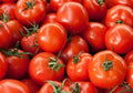 Early Girl Hybrid Tomato Seeds - Bush Type, 15 Seeds, Solanum lycopersicum, Compact, Fast-Maturing, High Yield, Container Gardening