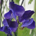 Royal Navy Blue Sweet Pea Seeds, Climbing Vine, Blue and Purple Flowers, Lathyrus odoratus, Garden Seeds