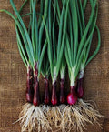 Ruby Red Onion Seeds - 200+ Allium cepa Organic Gardening Seeds for Home Gardens and Small Farms