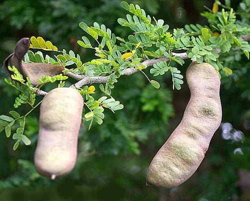 Texas Ebony Tree Seed Pods Halves - Ebenopsis ebano for Bonsai & Landscaping - 30 Natural Seed Pods