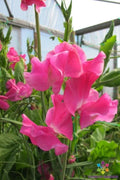 Evie Jones Sweet Pea Seeds - Heirloom Lathyrus odoratus Climbing Vine, 50+ Seeds for Garden, Flowers, Pollinator Attractant