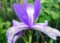 Wild Blue Iris Flower Seeds - 25 Fresh Iris versicolor Perennial Seeds for Wet Areas & Naturalizing Gardens