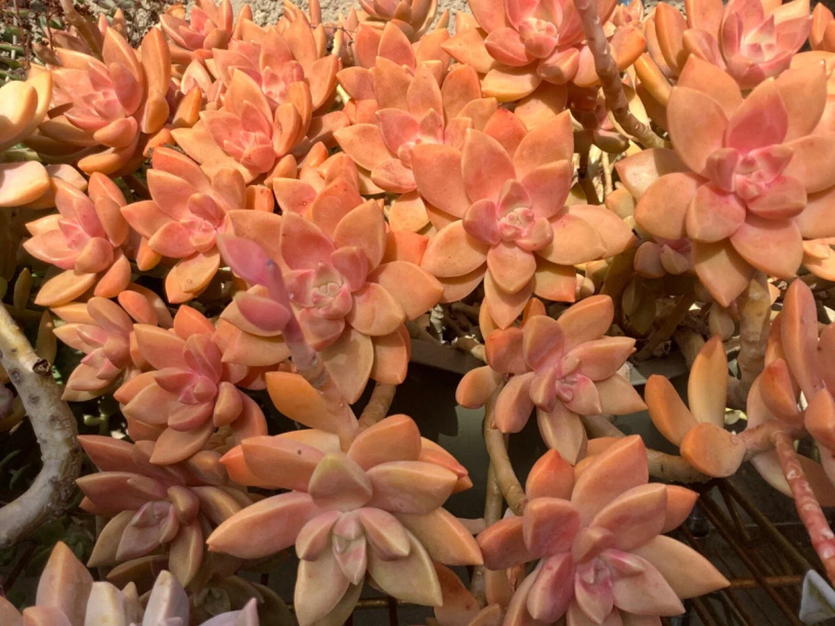 Graptosedum California Sunset Succulent Cuttings - 2-3 Inch, Drought-Tolerant, Easy Care, Indoor & Outdoor Gardening