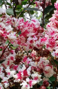 Fresh Crepe Myrtle Cuttings Queen's Lace Variegated Dark Pink & White Lagerstroemia indica Propagation