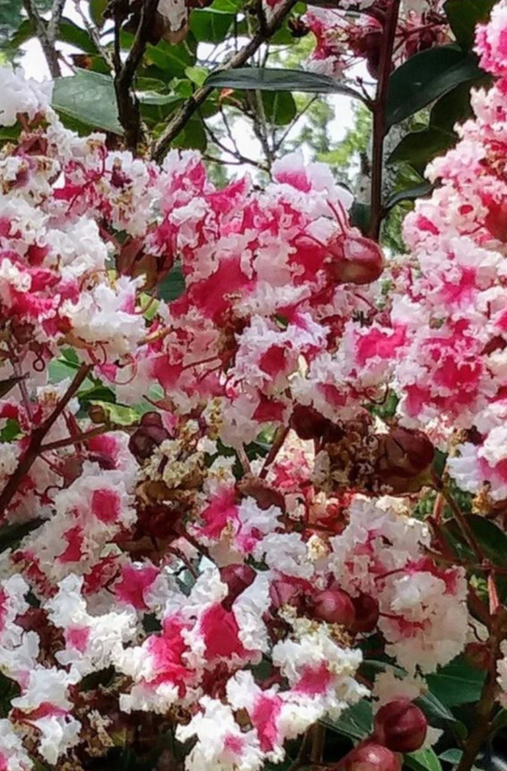 Fresh Crepe Myrtle Cuttings Queen's Lace Variegated Dark Pink & White Lagerstroemia indica Propagation