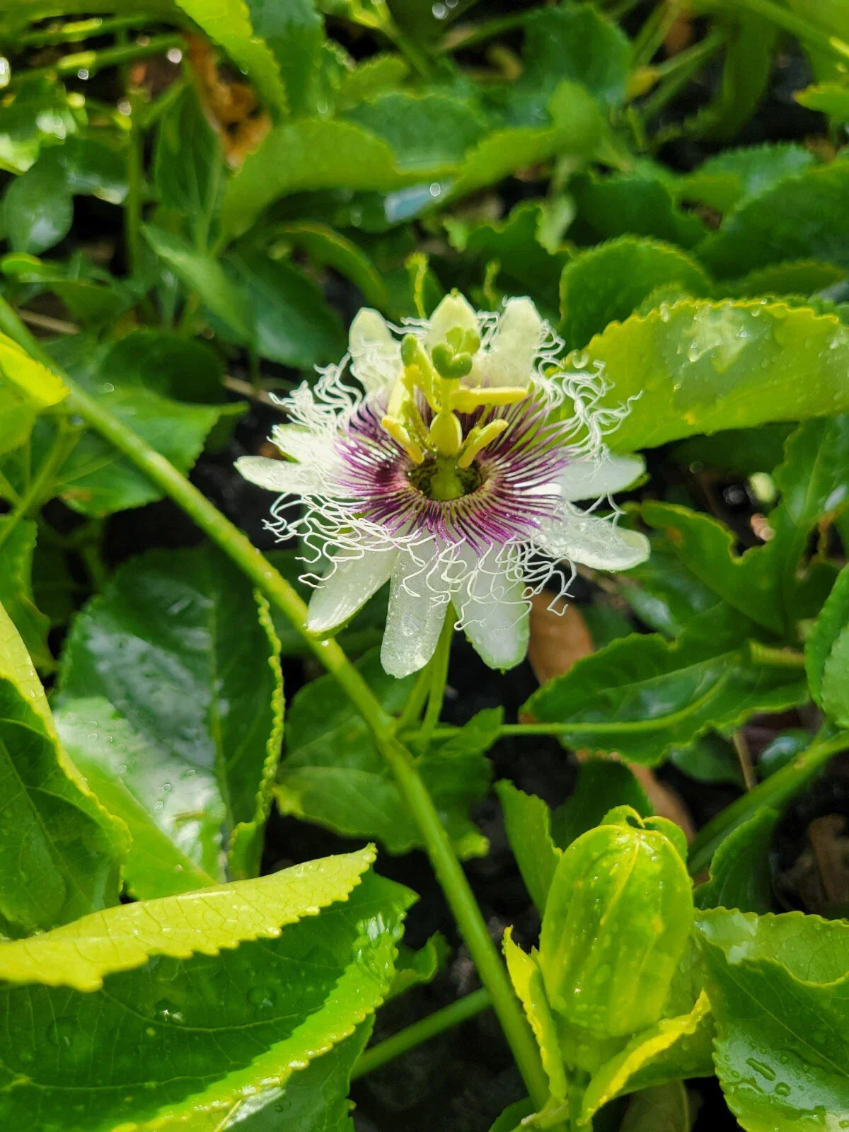Passion Fruit Plant Cuttings 8-10 Inches Passiflora Edulis Vine No Root Tropical Fruit Garden