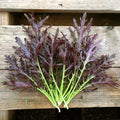 Mizuna Red Streaks Mustard Seeds - Organic, NON-GMO, Konya Variety, Leafy Green, Brassica rapa, Cool-Weather Vegetable Seeds