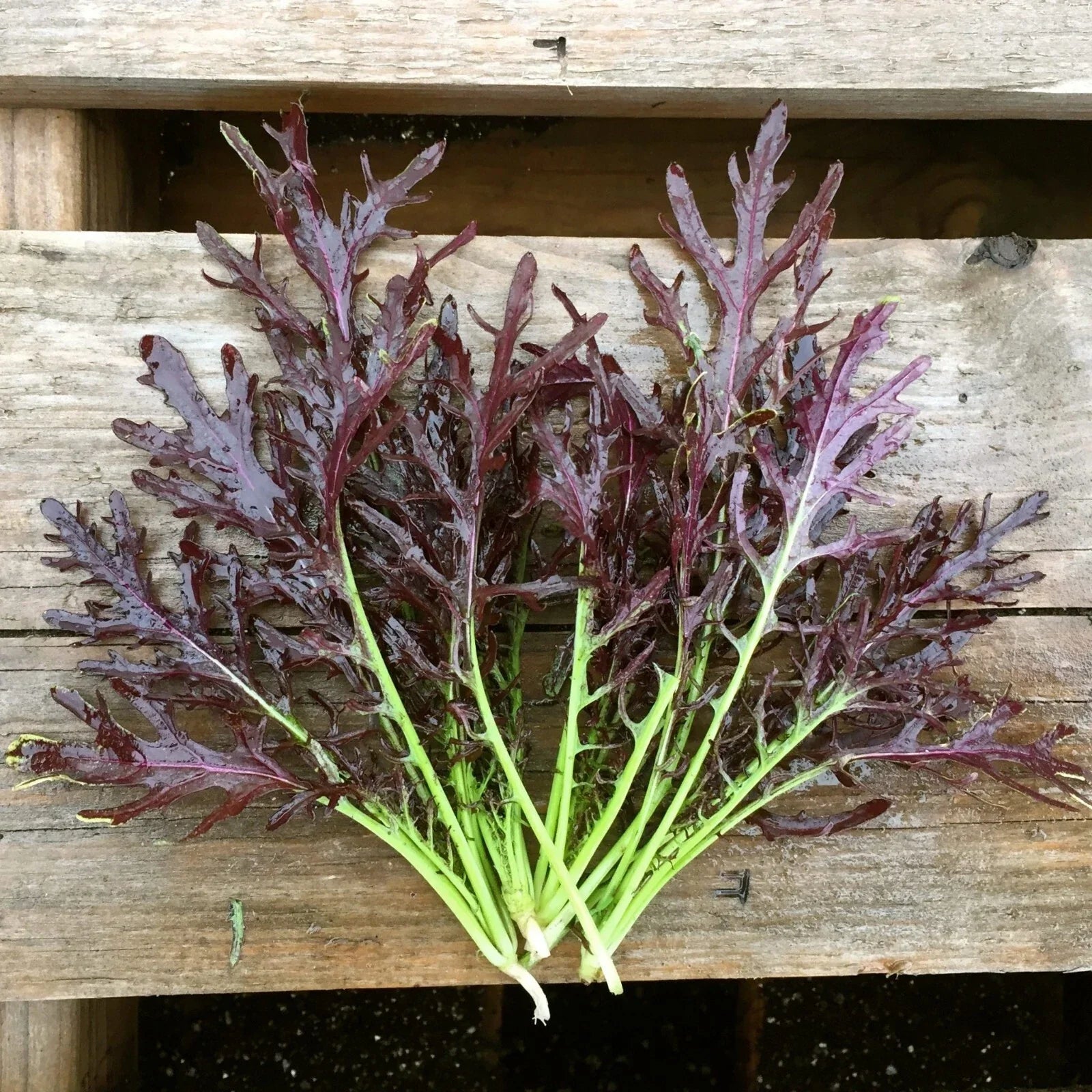 Mizuna Red Streaks Mustard Seeds - Organic, NON-GMO, Konya Variety, Leafy Green, Brassica rapa, Cool-Weather Vegetable Seeds
