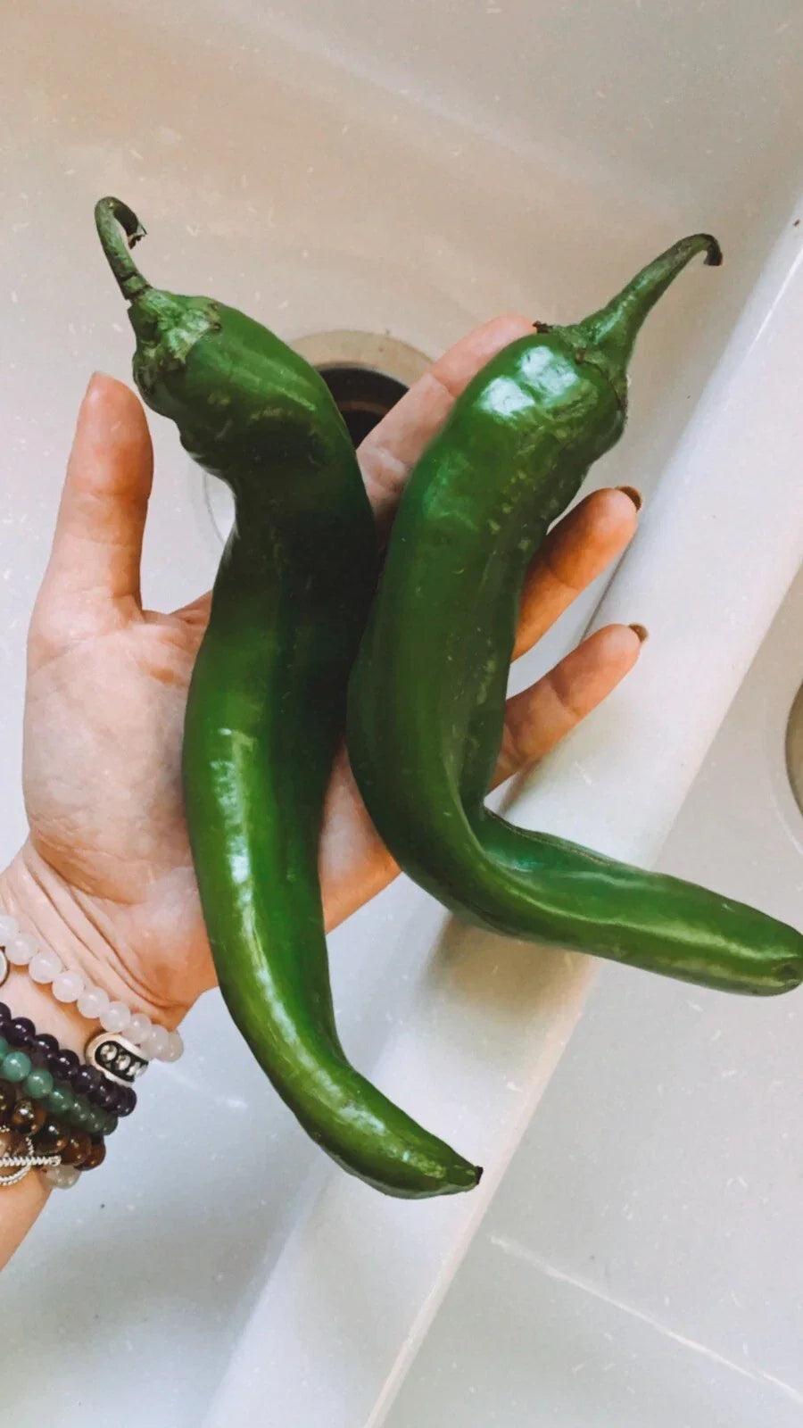 Texas Hatch Chile Pepper Seeds – Organic Non-GMO Edible Garden Seeds for Home Growing, Capsicum annuum