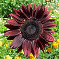 Chocolate Cherry Sunflower Seeds - Organic Non-GMO Heirloom Pack of 100+ | Helianthus annuus | Rare Variety