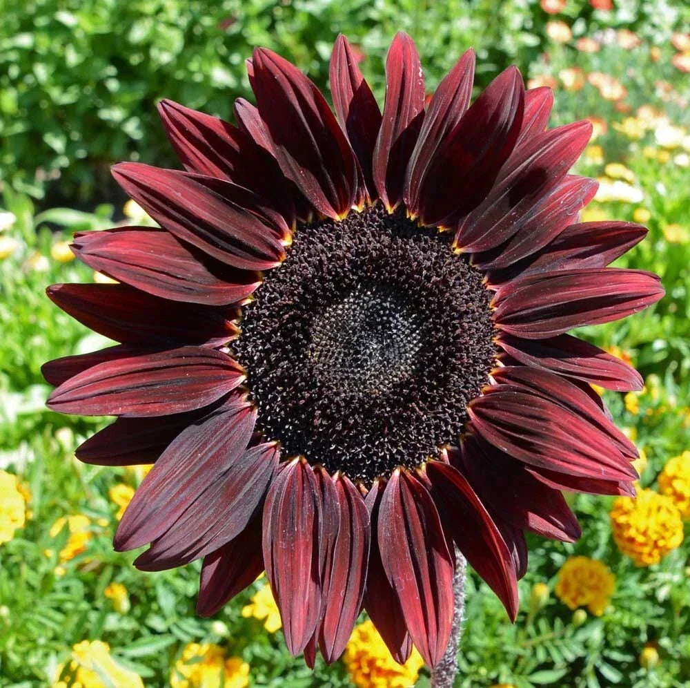 Chocolate Cherry Sunflower Seeds - Organic Non-GMO Heirloom Pack of 100+ | Helianthus annuus | Rare Variety