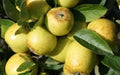 Golden Pippin Apple Seeds - 25+ Non-GMO Heirloom Malus domestica for Home Garden Planting