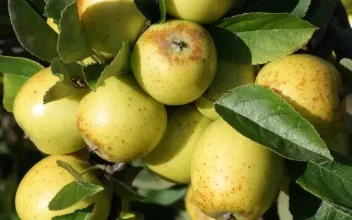 Golden Pippin Apple Seeds - 25+ Non-GMO Heirloom Malus domestica for Home Garden Planting