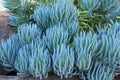 Blue Chalk Sticks Succulent Cutting - Live Plant, Senecio mandraliscae, Easy Care, Rare Succulent, Indoor & Outdoor Garden