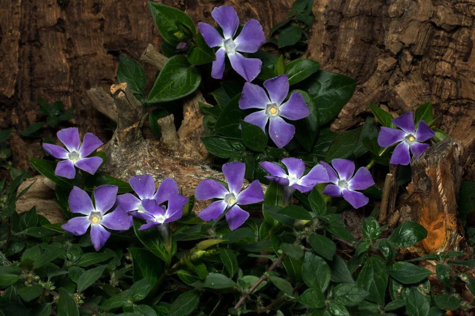 Vinca Vine Rooted Cuttings - 10 Perennial Evergreen Ground Cover - Creeping Myrtle, Periwinkle, Vinca minor