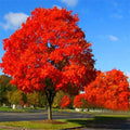 Live Red Oak Tree 6-35 Inches Tall, Well-Rooted Quercus rubra for Landscaping & Reforestation