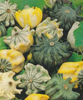 Gourd Seeds - Shenot's Crown of Thorns - Unique Decorative Gourds - Cucurbita pepo - Vining Annual Plant