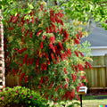 Weeping Bottle Brush Seeds - 100+ Fast Growing Red Flowers Callistemon viminalis for Garden Landscaping