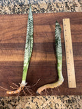 2 Snake Plants 12” Rooted Sansevieria Zeylanica Indoor Houseplants