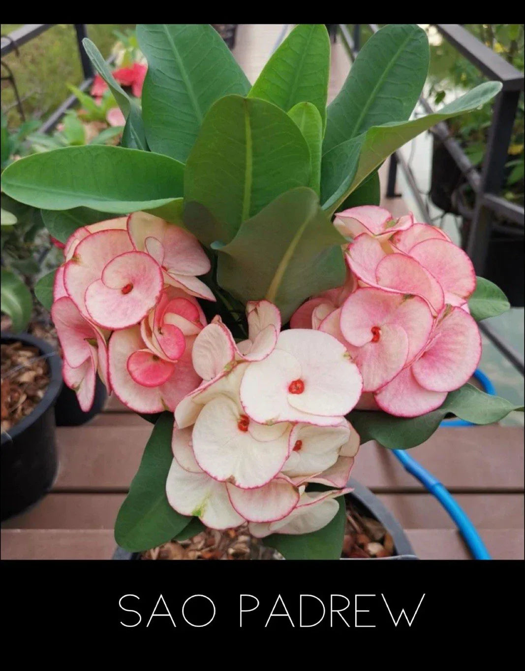 Crown of Thorns Plant - Thai Rooted Euphorbia Milii Sao Padrew - Indoor Outdoor Succulent