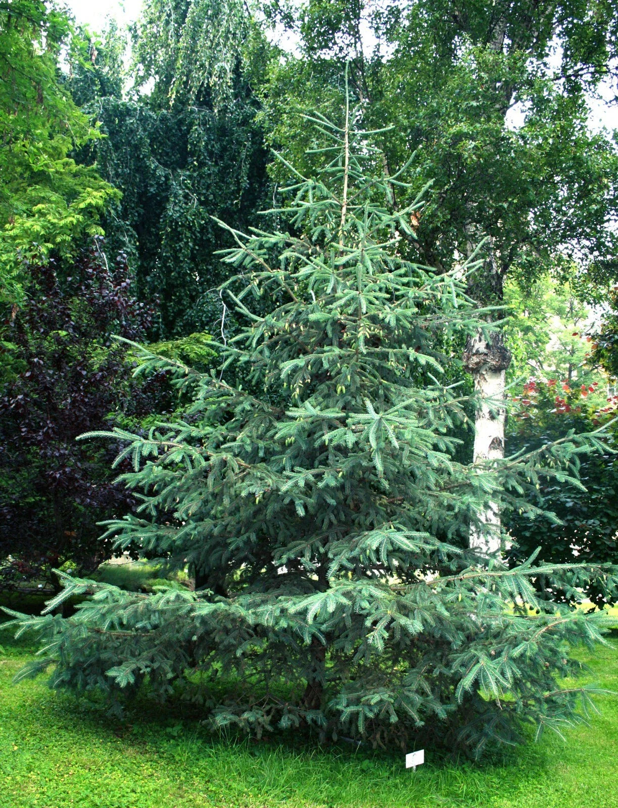 White Spruce Seeds 50 Pack Picea glauca for Landscaping & Reforestation Projects
