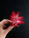 Schlumbergera Plant Segments - Christmas Cactus Propagation - Zygocactus truncatus - Indoor Houseplant
