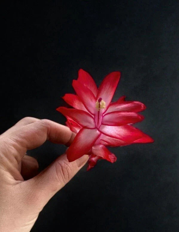 Schlumbergera Plant Segments - Christmas Cactus Propagation - Zygocactus truncatus - Indoor Houseplant