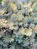 Ghost Plant & Darley Sunshine Succulent Cuttings Set with Bonus Cutting and Loose Leaves