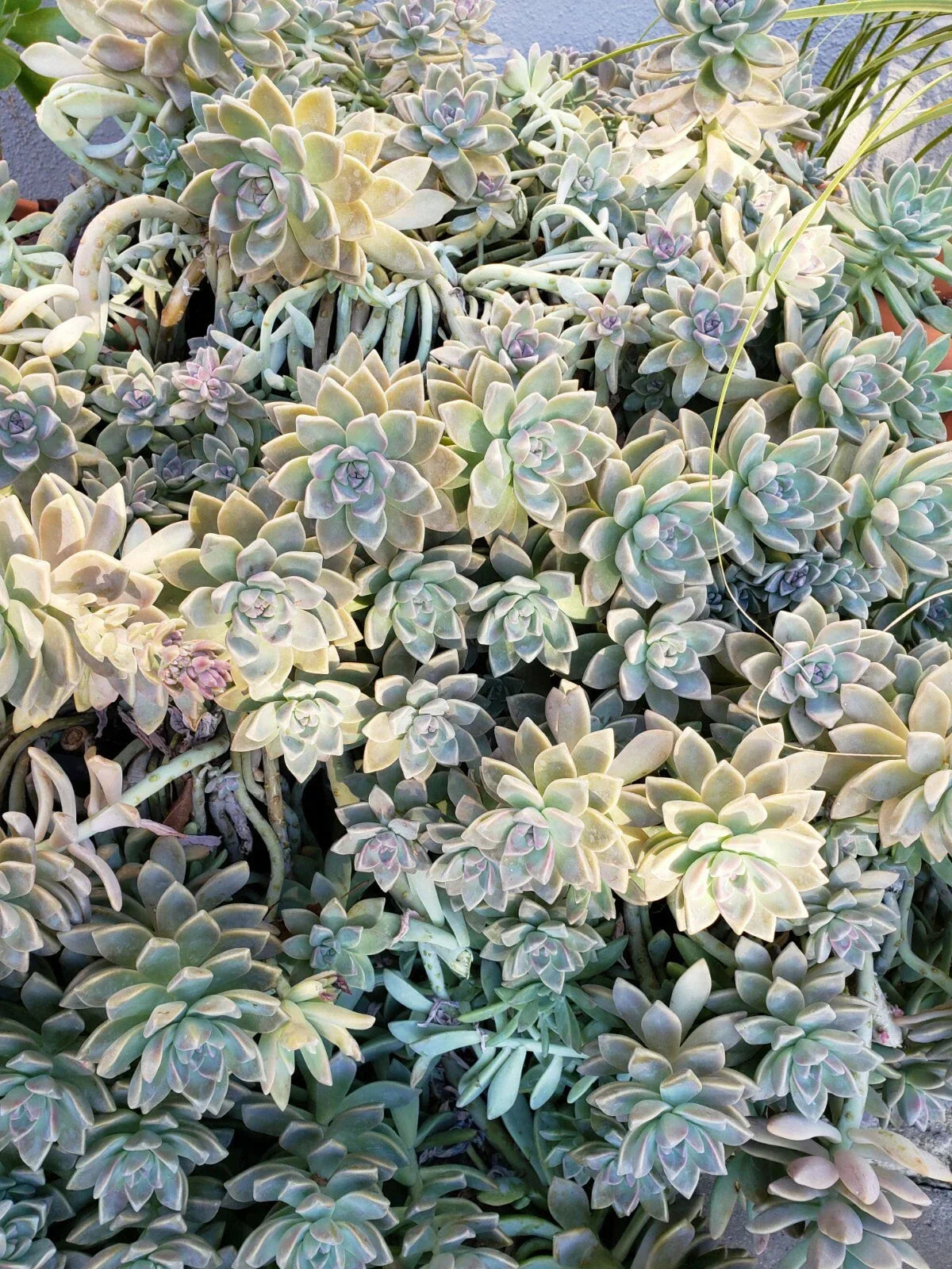Ghost Plant & Darley Sunshine Succulent Cuttings Set with Bonus Cutting and Loose Leaves