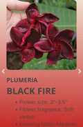Red Root Plumeria Black Fire - Rooted Plant in 3-Inch Pot - Fragrant Plumeria rubra with Dark Foliage