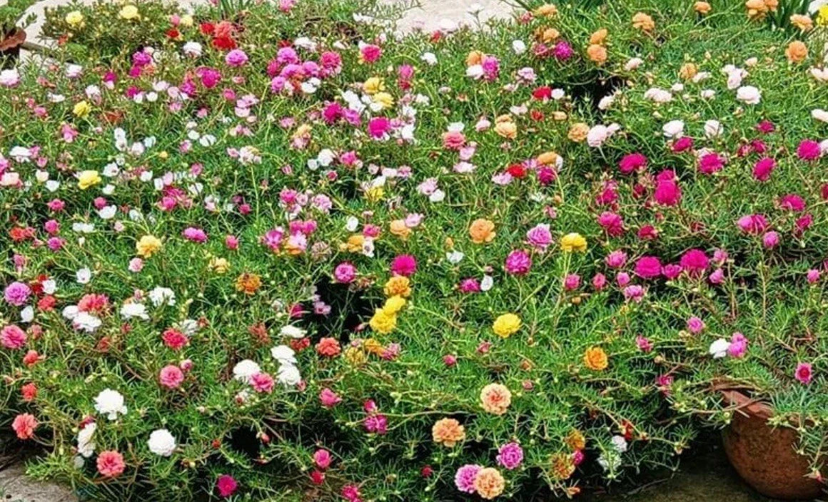 Mixed Moss Rose Seeds - 1000+ Portulaca Grandiflora Ground Cover Seeds for Gardens, Borders, Containers, Drought-Tolerant, Vibrant Colors