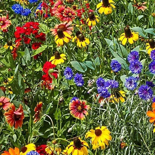Wildflower Seed Mix - 25 Varieties of Native Annuals & Perennials for Pollinator Gardens, Eco-Friendly, Southeast Region