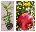 Pomegranate Tree in Pot – Large Size with Pink Fruits – Punica granatum – Indoor & Outdoor Plant