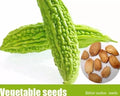 Bitter Melon Seeds 50+ Pack, Momordica charantia, Climbing Vine, Balsam Pear, Ku Gua, Foo Gwah, Kho Qua, Vegetable Gardening