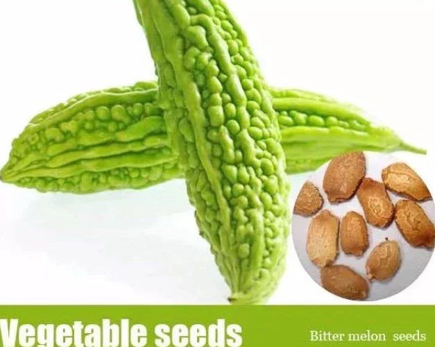 Bitter Melon Seeds 50+ Pack, Momordica charantia, Climbing Vine, Balsam Pear, Ku Gua, Foo Gwah, Kho Qua, Vegetable Gardening