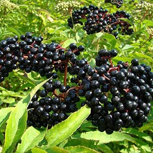 Elderberry Seeds 50 Pack Black Sambucus nigra Organic Berry Seeds for Gardening and Herbal Use