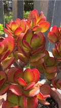 Rare Red Akai Jade Succulent Cutting, Crassula Ovata, Colorful Houseplant, Unique Succulent for Collectors