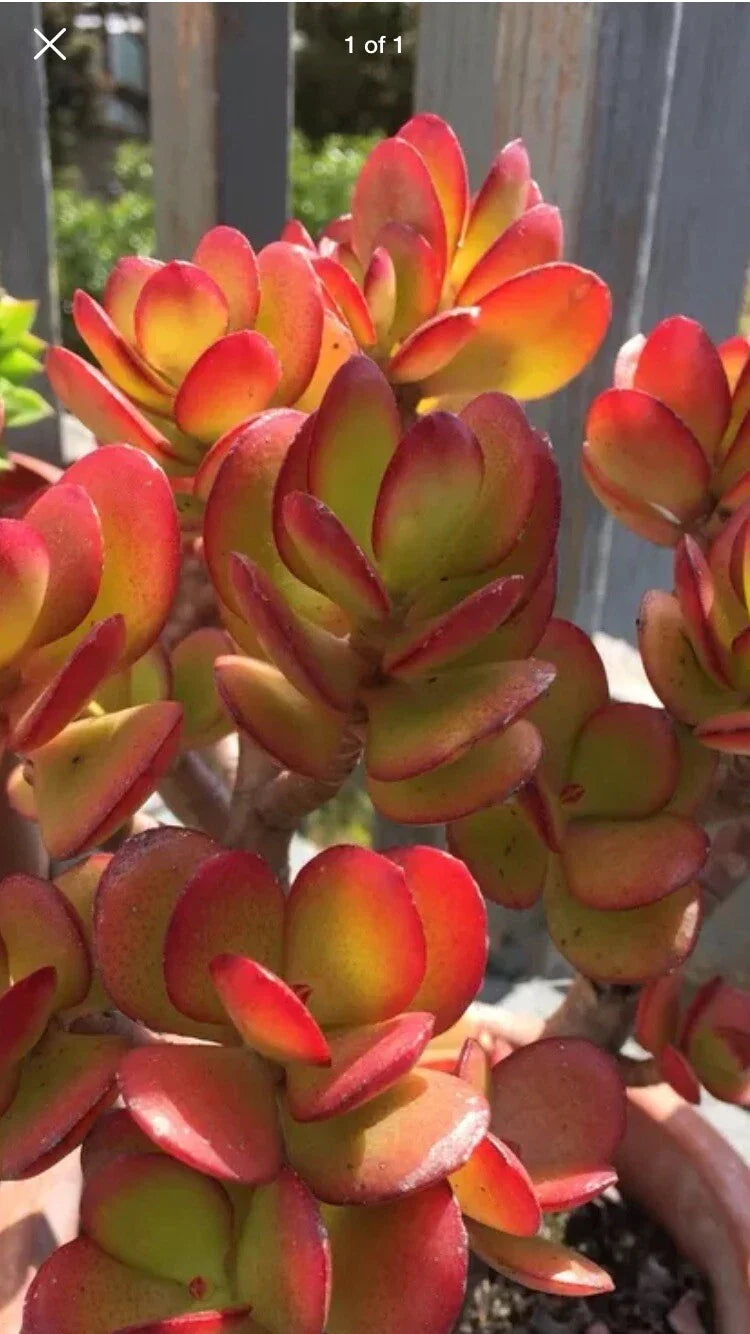 Rare Red Akai Jade Succulent Cutting, Crassula Ovata, Colorful Houseplant, Unique Succulent for Collectors