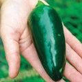 Green Giant Jalapeno Pepper Seeds - 25+ Pack, Capsicum annuum, Spicy Hot Pepper for Garden Planting, USA Grown