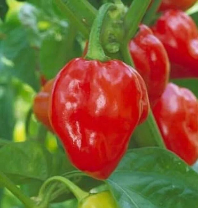 Red Habanero Pepper Seeds - 30+ Non-GMO Caribbean Variety, Hot Spicy Capsicum chinense Seeds